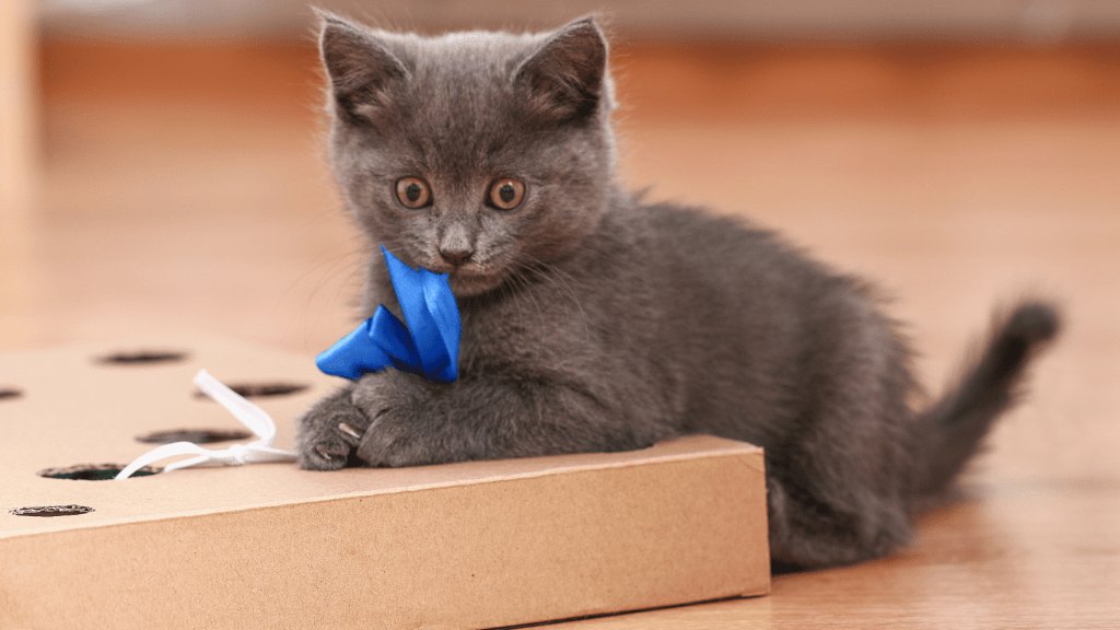 ¿Qué juegos y actividades son recomendables para estimular mentalmente a mi gato?