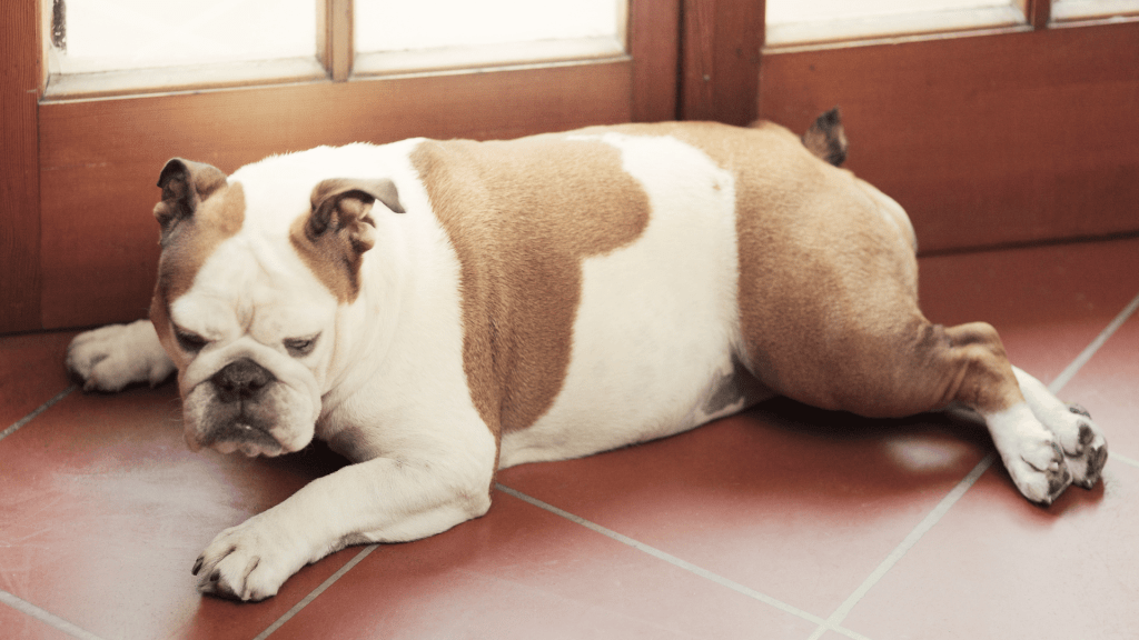 ¿Mi mascota tiene sobrepeso? Identificar señales, riesgos y consejos.