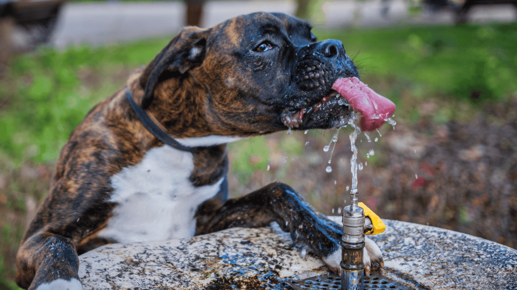 Cómo mantener bien hidratado a tu perro o gato